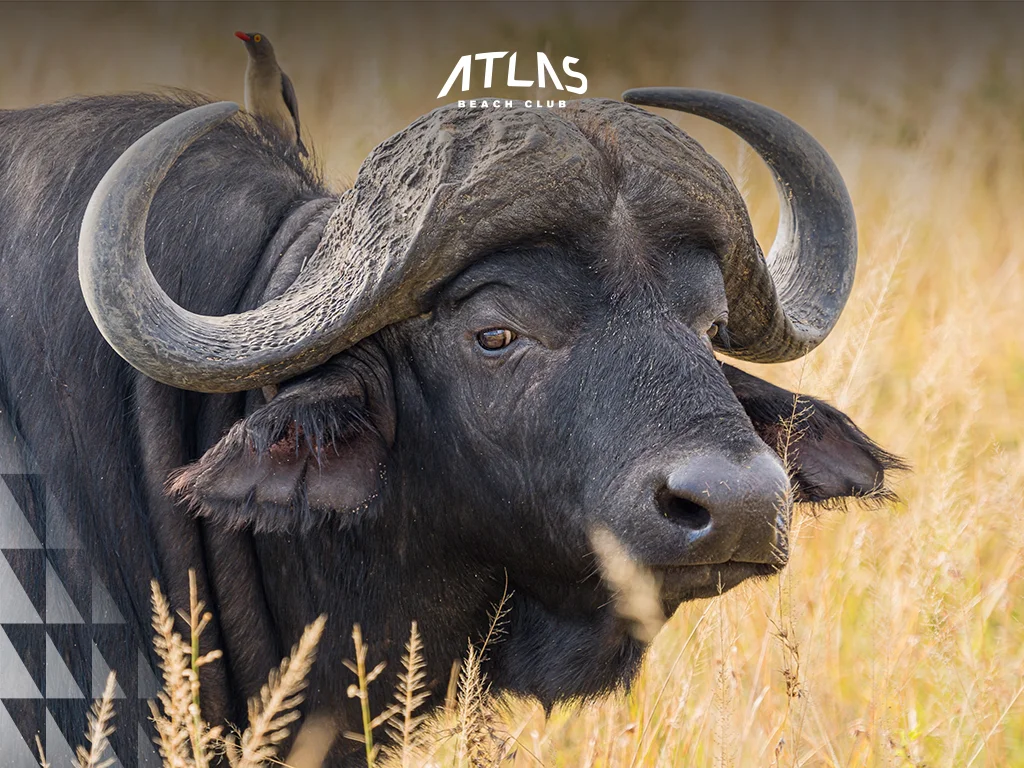 racing buffalo pair – decorated buffaloes – strong buffalo teams