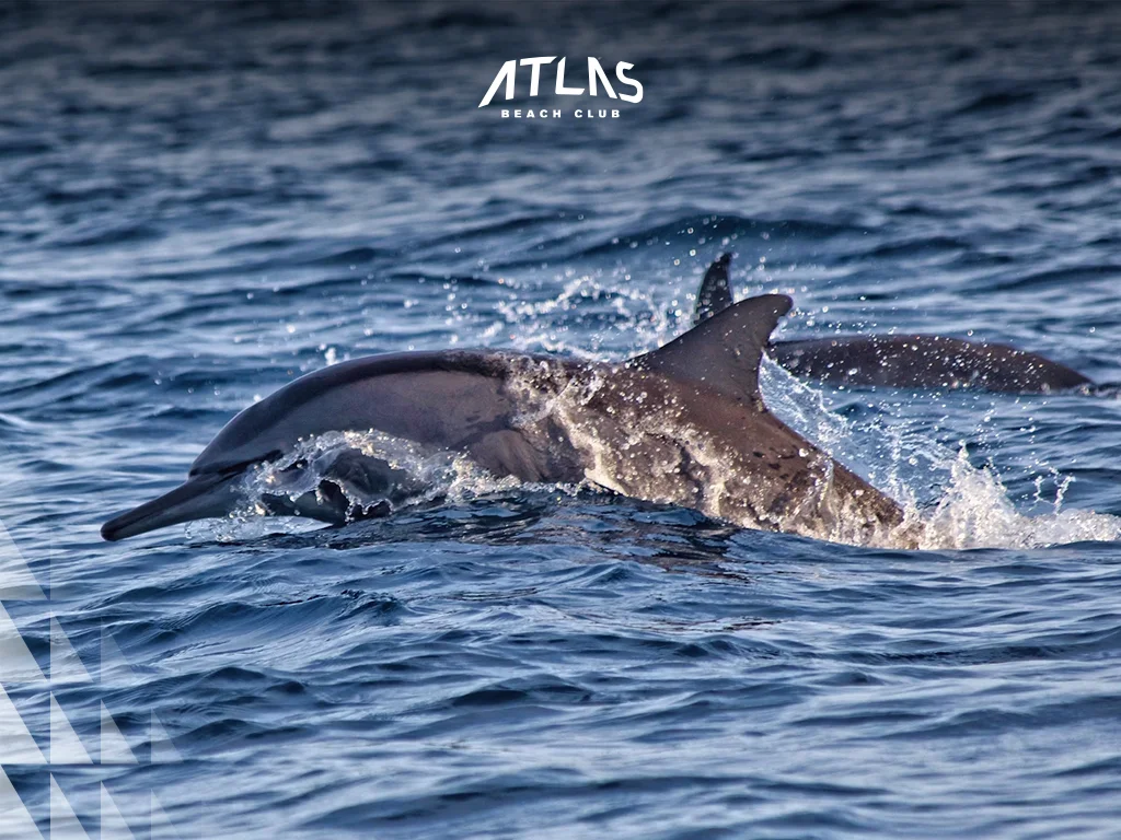Lovina Beach dolphins, black sand, sunrise boat tours