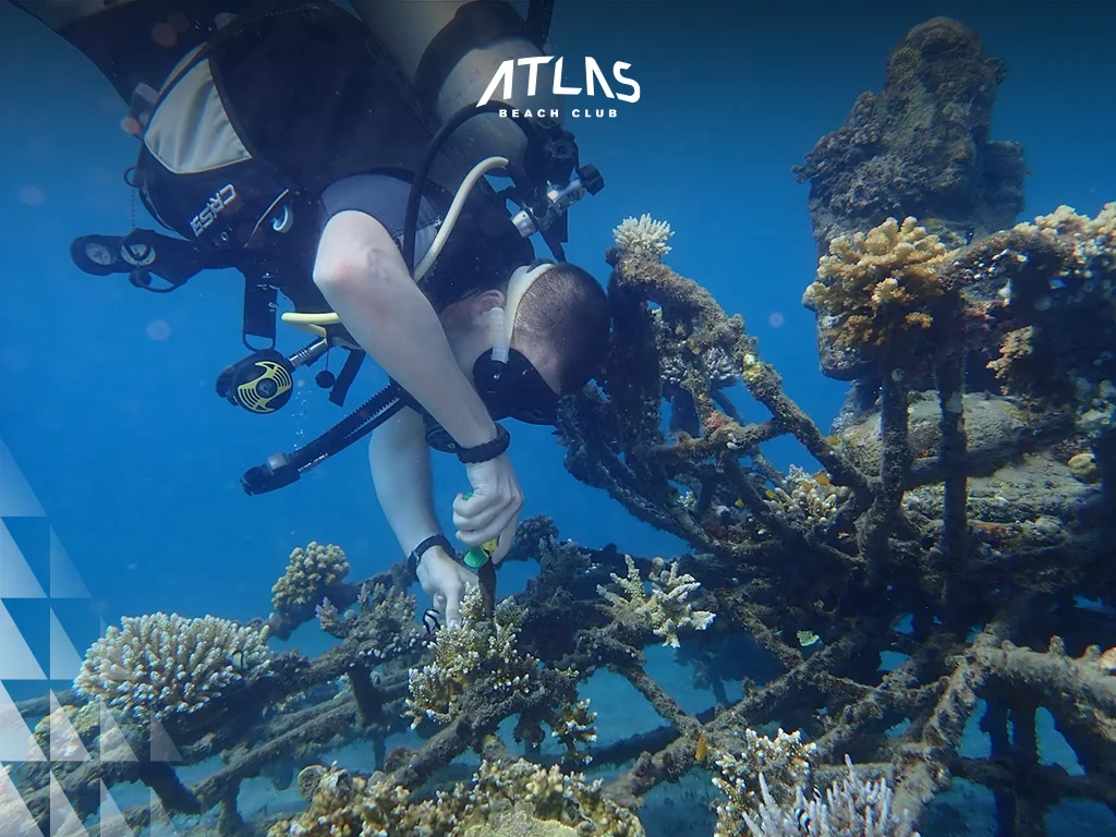 Pemuteran snorkeling, coral reef, quiet retreat