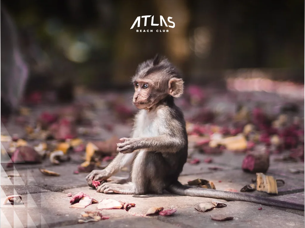 West Bali National Park, untouched nature, remote beaches