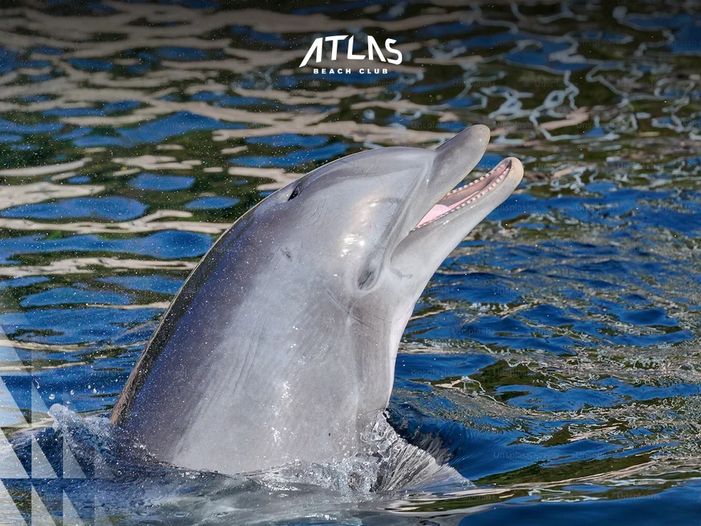 Menjangan Island snorkeling, Lovina coral reef, best dive sites