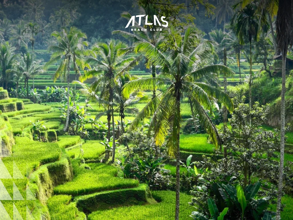 Balinese agriculture pride – cultural identity – rural team effort