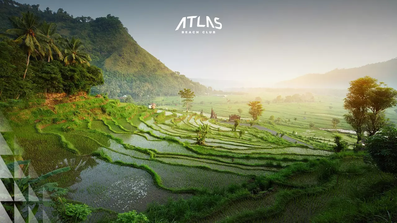 News - Makepung Festival – Bali’s Unique Buffalo Racing Tradition - World's Biggest Beach Club & Super Club in Bali | Atlas Beach Fest